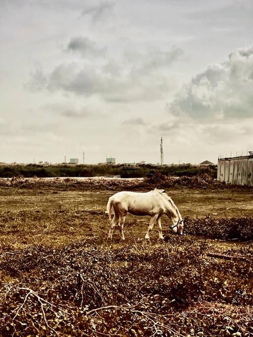 A White Steed’s Kingdom