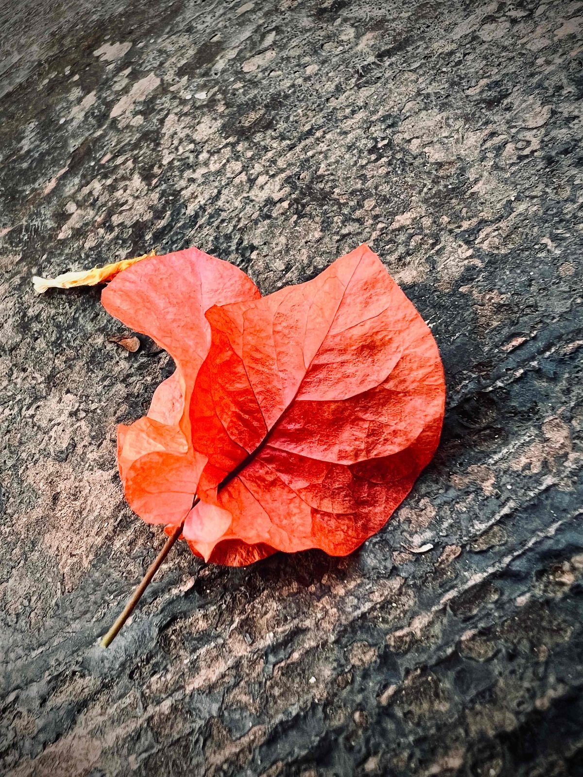 Fallen Beauty
