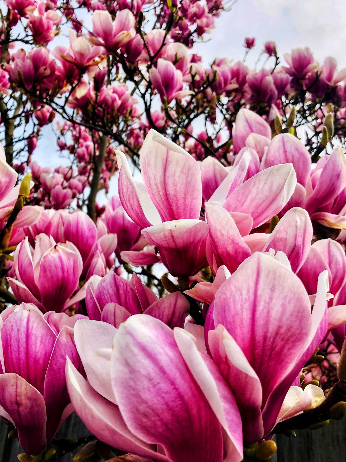 Pink Symphony I