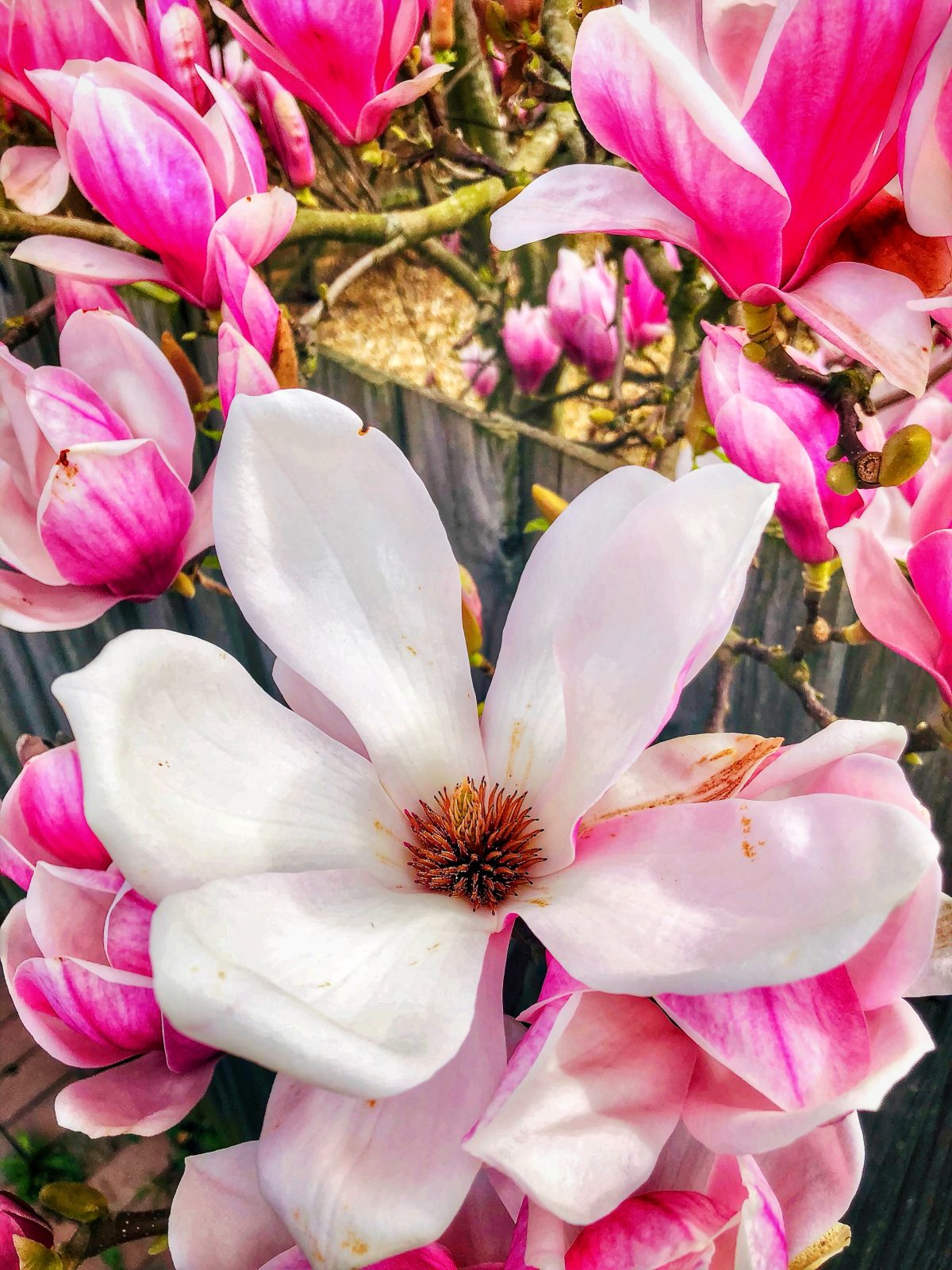 Pink Symphony I - Image 2