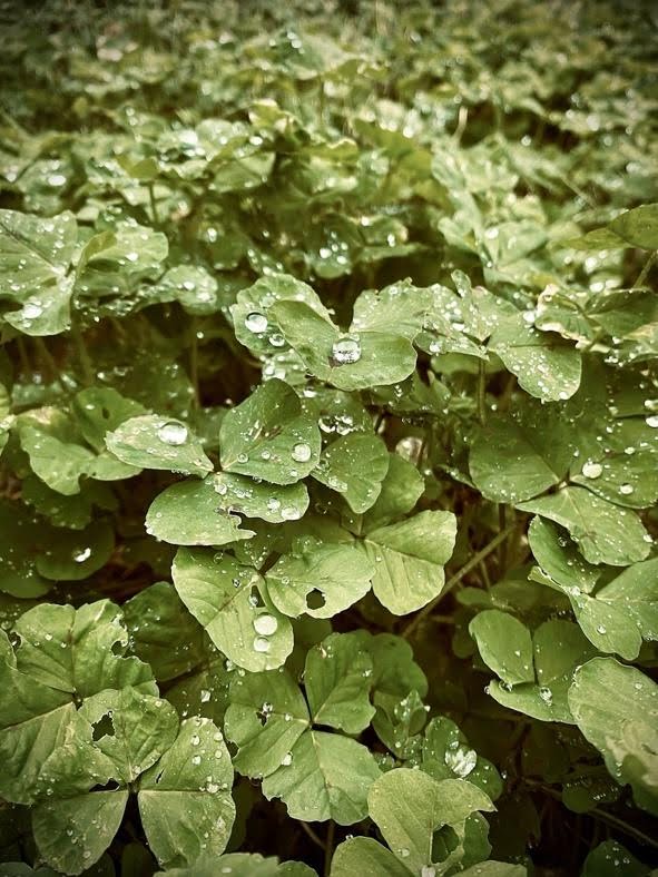 Raindrop Reverie