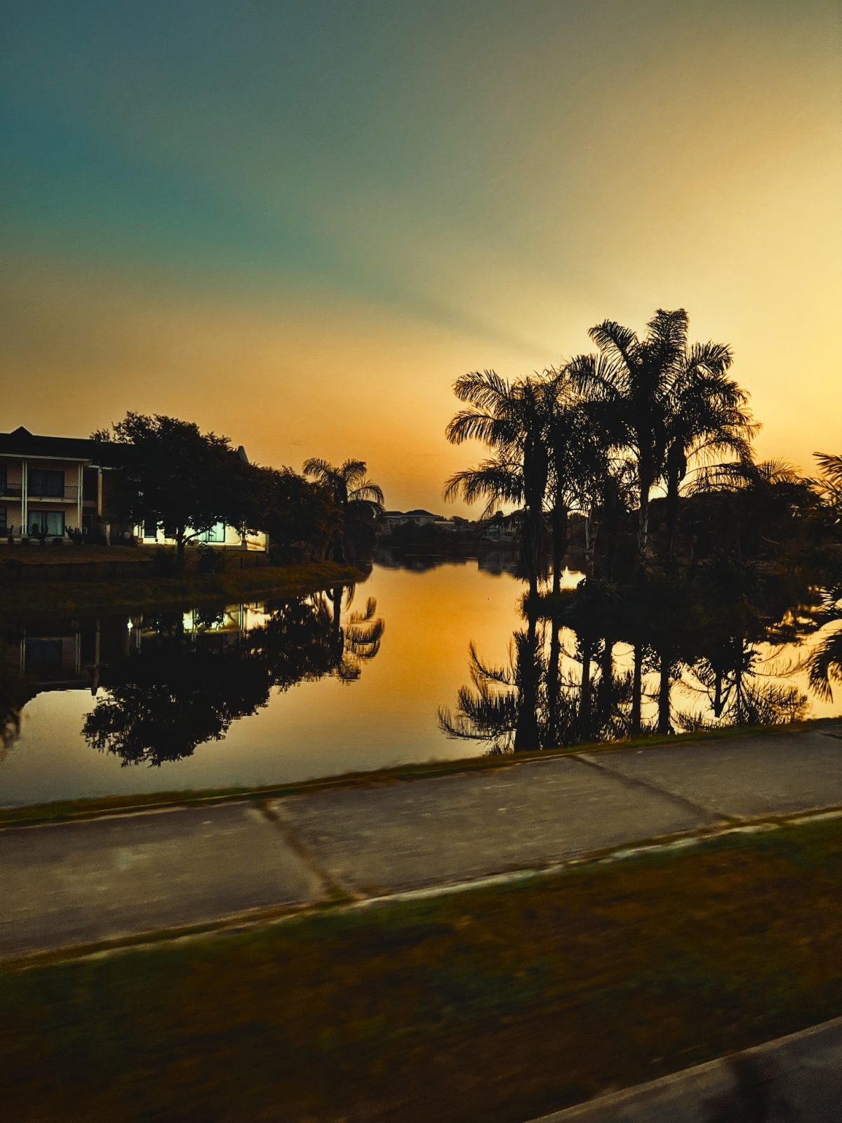 Golden Palms