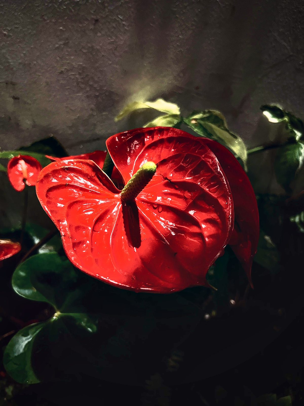 Heart of The Garden