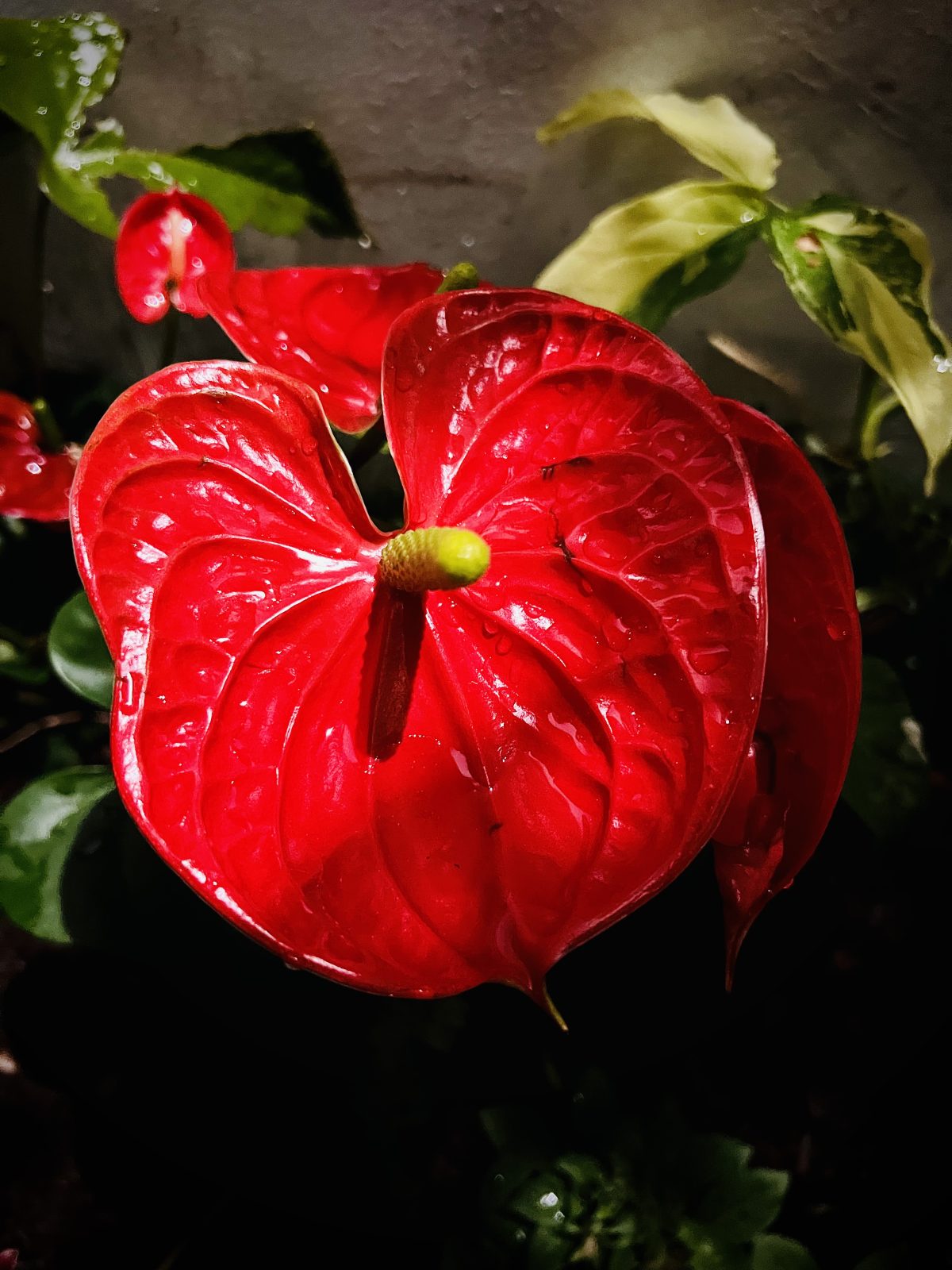 Heart of The Garden - Image 2